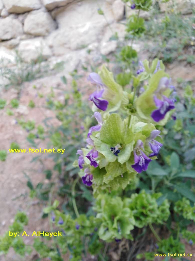 Salvia pinardi Boiss.